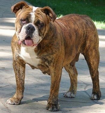 bulldogwager|Bulldog Dog Breed Information .